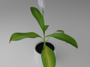 Spathiphylluminkeyboardpot Modello 3D