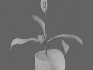 Spathiphylluminkeyboardpot Modello 3D
