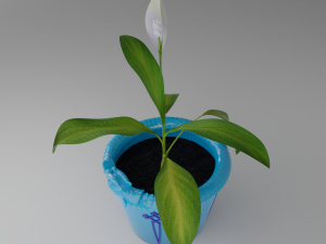 Spathiphyllum in dragonpot Model 3D