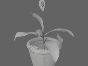 Spathiphyllum in dragonpot Model 3D