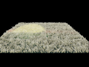 carpet Modelo 3D