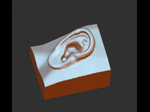 download 3d picture of ear picture of ear 3D Model