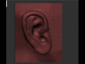 download 3d picture of ear picture of ear 3D Model
