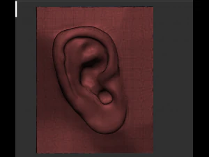 download 3d picture of ear picture of ear 3D Model