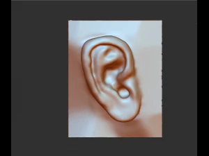 download 3d picture of ear picture of ear 3D Model