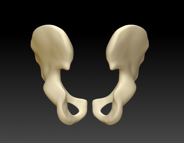 download of human hip bone Modèle 3D .c4d .max .obj .3ds .fbx .stl .blend 