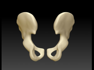 download of human hip bone 3D Model