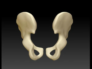 скачать бедренную кость человека 3D Модель