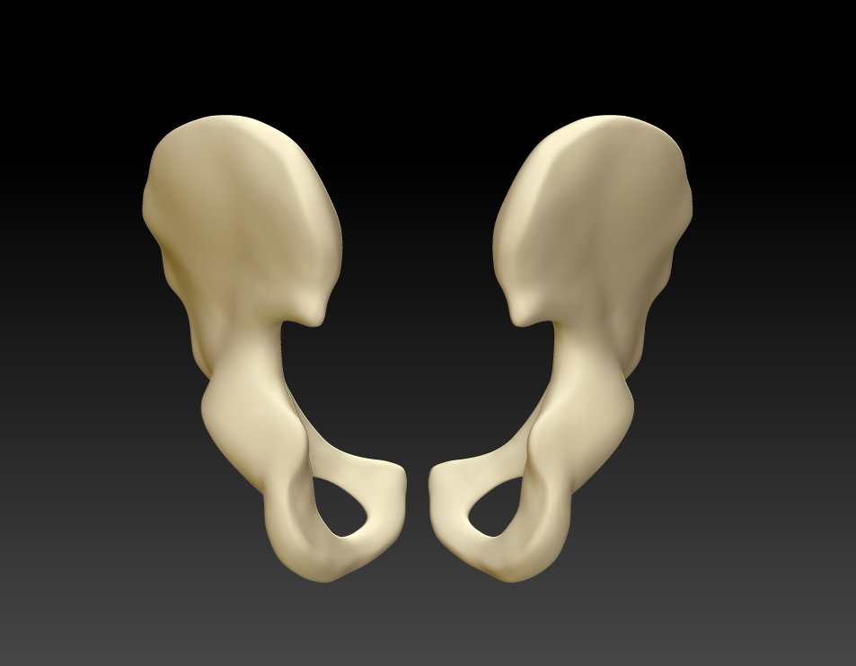 Bone 3d. Кость 3d model. D4 кость. Human Bones 3d model. Кость d3.