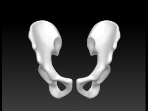 download of human hip bone Modèle 3D