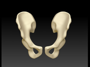 download of human hip bone Modèle 3D