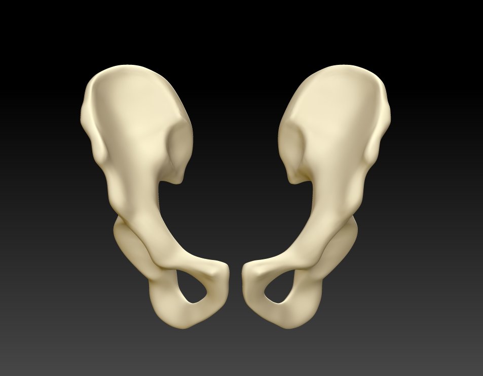 Включи кости 3. Кость 3d model. Кость d3. Human Bones 3d model. Максила кость 3д модель.