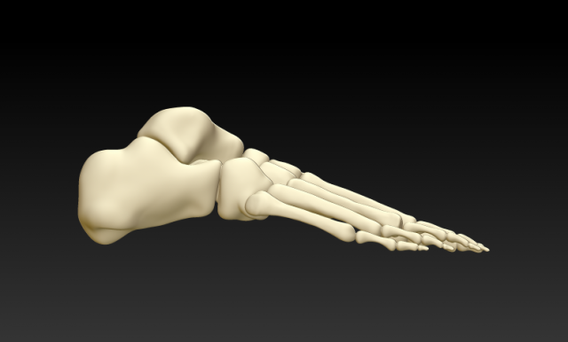 human foot human foot structure 3d printing model download Modelo 3D .c4d .max .obj .3ds .fbx .stl .blend 