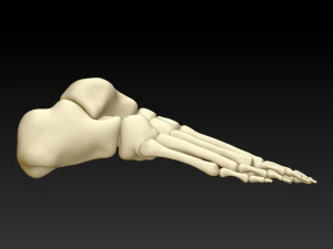 human foot human foot structure 3d printing model download 3D Model