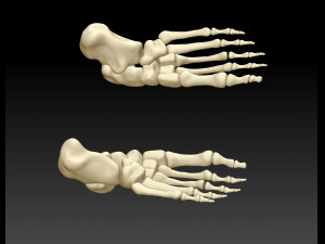 human foot human foot structure 3d printing model download Modelo 3D