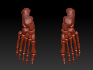 human foot human foot structure 3d printing model download Modelo 3D