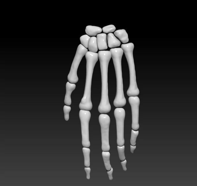 the 3d printing and downloading of human bone structure 3D Model .c4d .max .obj .3ds .fbx .stl .blend 