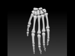 the 3d printing and downloading of human bone structure 3D Model