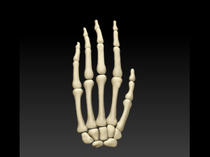 the 3d printing and downloading of human bone structure Modèle 3D