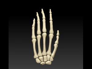 the 3d printing and downloading of human bone structure 3D Model