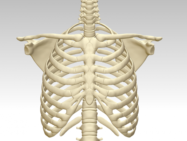 3d printing and downloading of human sternum structure model 3D Model .c4d .max .obj .3ds .fbx .stl .blend 