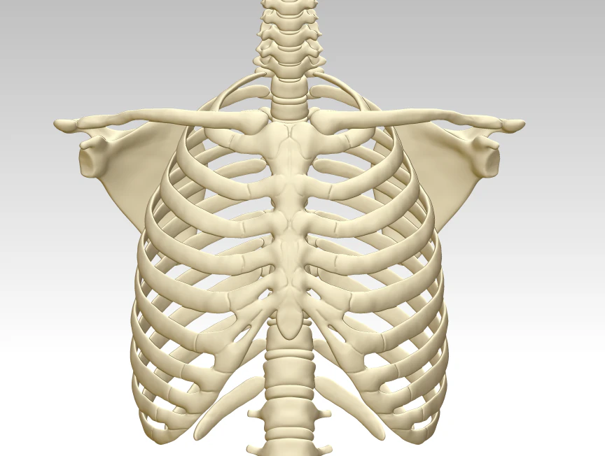 3d printing and downloading of human sternum structure model 3D Model .c4d .max .obj .3ds .fbx .stl .blend 