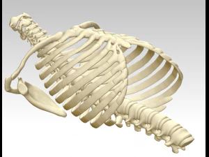 3d printing and downloading of human sternum structure model 3D Model