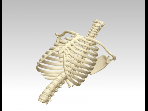 3d printing and downloading of human sternum structure model 3D Model