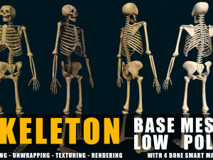 anatomical high quality low poly human skeleton base mesh and game ready4 smart material bone 3D मॉडल