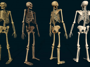 anatomical high quality low poly human skeleton base mesh and game ready4 smart material bone 3D-Modell