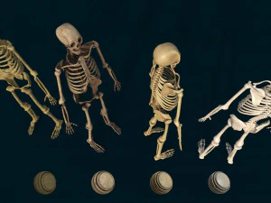 maglia anatomica di base per scheletro umano a basso numero di poli di alta qualit&agrave; e osso materiale intelligente pronto per il gioco Modello 3D