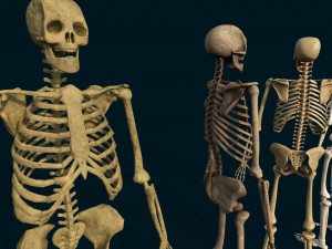anatomical high quality low poly human skeleton base mesh and game ready4 smart material bone 3D-Modell