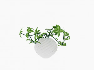 plants 3D Model
