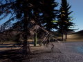 spruce tree pack - ue5 -4 3D Модель