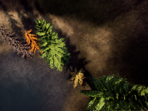 spruce tree pack - ue5 -4 3D Model