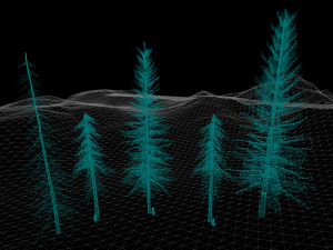 spruce tree pack - ue5 -4 3D Model