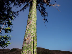 spruce tree pack - ue5 -4 3D Model