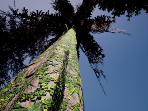 spruce tree pack - ue5 -4 3D Модель