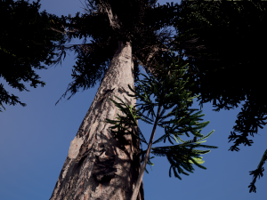 spruce tree pack - ue5 -4 3D Модель