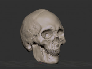 Skull 3D Модель