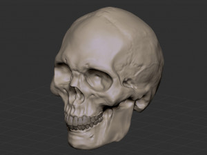 Skull 3D 模型