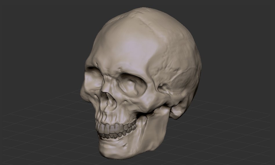 Skull 3d model