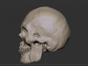 Skull 3D 模型