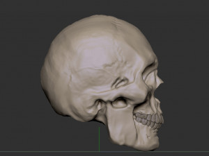 Skull 3D 模型