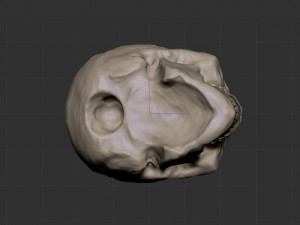 Skull 3D 模型