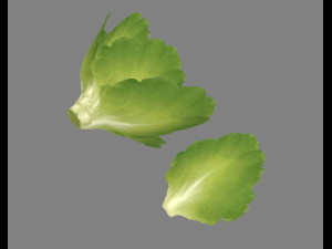 cartoon vegetable - lettuce and leaf - green salad Model 3D