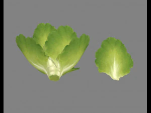 cartoon vegetable - lettuce and leaf - green salad 3D Model