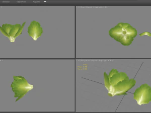 cartoon vegetable - lettuce and leaf - green salad 3D Model