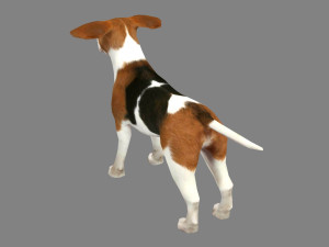 cartoon beagle - dog 3D Model