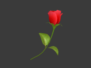 a rose 3D Model